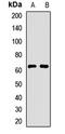 MARVEL domain-containing protein 2 antibody, LS-C668903, Lifespan Biosciences, Western Blot image 