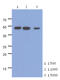Enolase 2 antibody, AM50058PU-N, Origene, Western Blot image 