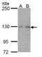 Negative Regulator Of Ubiquitin Like Proteins 1 antibody, NBP2-19616, Novus Biologicals, Western Blot image 