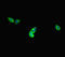 Dynein Axonemal Heavy Chain 1 antibody, orb45558, Biorbyt, Immunofluorescence image 