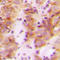 Ribosomal Protein L30 antibody, LS-C352798, Lifespan Biosciences, Immunohistochemistry frozen image 