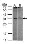 Four and a half LIM domains protein 5 antibody, LS-B10831, Lifespan Biosciences, Western Blot image 