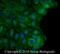 Dual Oxidase 2 antibody, NB110-61576, Novus Biologicals, Immunofluorescence image 