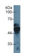 Keratin 17 antibody, LS-C297164, Lifespan Biosciences, Western Blot image 