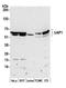 UDP-N-Acetylglucosamine Pyrophosphorylase 1 antibody, A305-643A-M, Bethyl Labs, Western Blot image 