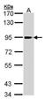 Phospholipase A2 Group IVA antibody, PA5-29100, Invitrogen Antibodies, Western Blot image 