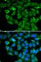 COCH antibody, orb373423, Biorbyt, Immunofluorescence image 