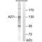 5-azacytidine-induced protein 1 antibody, A07638, Boster Biological Technology, Western Blot image 