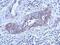 Microtubule Associated Protein 1 Light Chain 3 Beta antibody, GTX116080, GeneTex, Immunohistochemistry paraffin image 