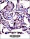 Steroid sulfatase antibody, 57-790, ProSci, Immunohistochemistry frozen image 