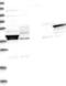 Doublecortin Domain Containing 2 antibody, NBP1-84298, Novus Biologicals, Western Blot image 