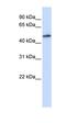 mRNA cap guanine-N7 methyltransferase antibody, orb324869, Biorbyt, Western Blot image 