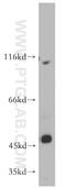 Solute Carrier Family 39 Member 8 antibody, 20459-1-AP, Proteintech Group, Western Blot image 