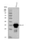 CD20 antibody, PB9050, Boster Biological Technology, Western Blot image 