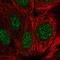 Gem Nuclear Organelle Associated Protein 2 antibody, HPA057114, Atlas Antibodies, Immunofluorescence image 