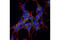 Catenin alpha-2 antibody, 2131S, Cell Signaling Technology, Immunofluorescence image 