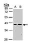 Protein Serine Kinase H2 antibody, NBP1-31467, Novus Biologicals, Western Blot image 