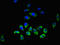 Histamine H3 receptor antibody, CSB-PA897568LA01HU, Cusabio, Immunofluorescence image 