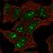 Contactin-associated protein-like 5 antibody, HPA069095, Atlas Antibodies, Immunofluorescence image 