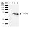Heat Shock Transcription Factor 1 antibody, MA5-27688, Invitrogen Antibodies, Western Blot image 