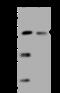 Membrane transport protein XK antibody, 204540-T34, Sino Biological, Western Blot image 