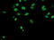 Fragile X mental retardation 1 protein antibody, LS-C173739, Lifespan Biosciences, Immunofluorescence image 