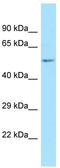 Kruppel Like Factor 11 antibody, TA343414, Origene, Western Blot image 