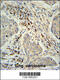 KxDL Motif Containing 1 antibody, 63-801, ProSci, Immunohistochemistry frozen image 
