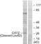 Cathepsin Z antibody, abx015570, Abbexa, Western Blot image 