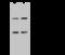 Activity Dependent Neuroprotector Homeobox antibody, 203059-T38, Sino Biological, Western Blot image 