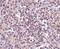 Zinc transporter ZIP10 antibody, PA5-20678, Invitrogen Antibodies, Immunohistochemistry frozen image 