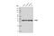 Rea antibody, 14085S, Cell Signaling Technology, Western Blot image 
