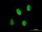 X-Ray Repair Cross Complementing 6 antibody, orb94627, Biorbyt, Immunofluorescence image 