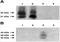 FST antibody, NBP2-61941, Novus Biologicals, Western Blot image 