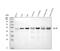 Integrin-linked protein kinase antibody, M02932-2, Boster Biological Technology, Western Blot image 