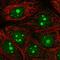 Olfactomedin 1 antibody, HPA057444, Atlas Antibodies, Immunofluorescence image 
