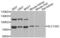 Solute Carrier Family 13 Member 2 antibody, PA5-76396, Invitrogen Antibodies, Western Blot image 