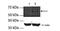 Serine/Arginine Repetitive Matrix 4 antibody, NBP1-91504, Novus Biologicals, Western Blot image 