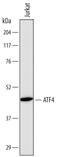 ATF4 antibody, MAB7218, R&D Systems, Western Blot image 