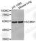 Scm Polycomb Group Protein Homolog 1 antibody, A2298, ABclonal Technology, Western Blot image 