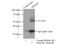 Scianna blood group antigen antibody, 21375-1-AP, Proteintech Group, Immunoprecipitation image 