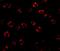 Serine palmitoyltransferase 2 antibody, NBP1-76573, Novus Biologicals, Immunofluorescence image 
