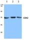 Cyclin Dependent Kinase 2 antibody, AP06047PU-N, Origene, Western Blot image 