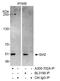 SIR2 antibody, A300-702A, Bethyl Labs, Immunoprecipitation image 