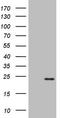 KRAS Proto-Oncogene, GTPase antibody, CF802564, Origene, Western Blot image 