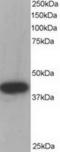 Acyl-CoA Dehydrogenase Medium Chain antibody, TA302400, Origene, Western Blot image 