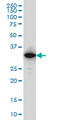 Interferon Induced Protein 35 antibody, LS-C197492, Lifespan Biosciences, Western Blot image 