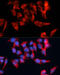 CD317 antibody, 14-361, ProSci, Immunofluorescence image 