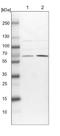 UBX Domain Protein 4 antibody, NBP1-92560, Novus Biologicals, Western Blot image 