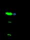 Glia maturation factor gamma antibody, 15439-T36, Sino Biological, Immunoprecipitation image 